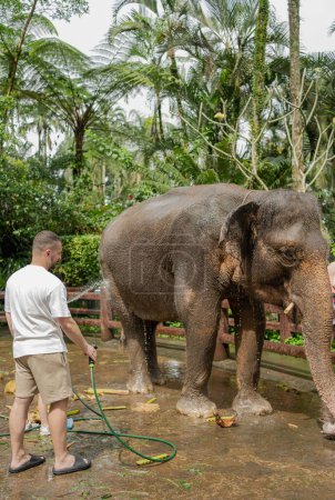 Téléchargez les photos : Jeunes hommes avec leur fille lavant un éléphant dans un sanctuaire à Bali, Indonésie - en image libre de droit