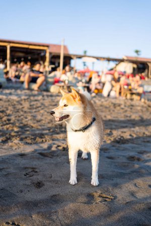 Téléchargez les photos : Portrait de chien à la plage de Bali - en image libre de droit