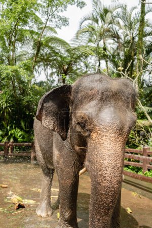 Téléchargez les photos : Éléphants dans le parc sanctuaire de Bali - en image libre de droit
