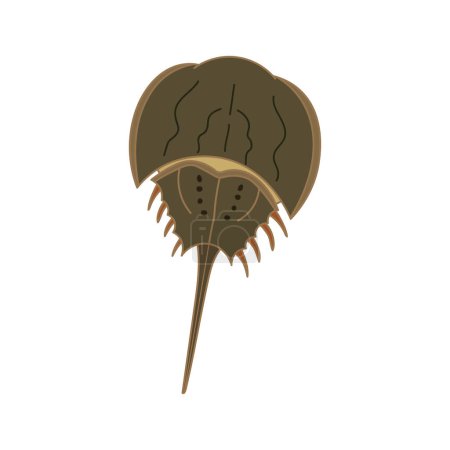 Icono de cangrejo de herradura de ilustración vectorial de dibujos animados aislado sobre fondo blanco