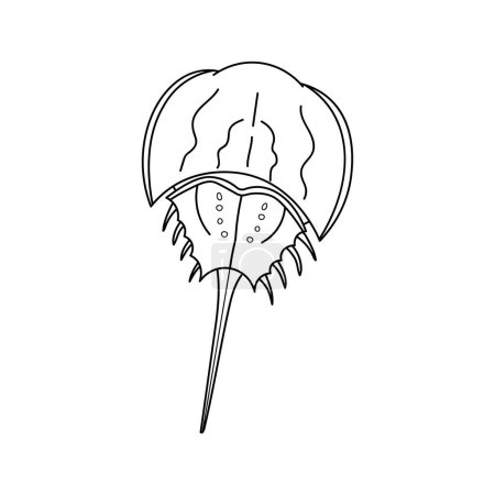 Illustration for Hand drawn Cartoon Vector illustration horseshoe crab icon Isolated on White Background - Royalty Free Image