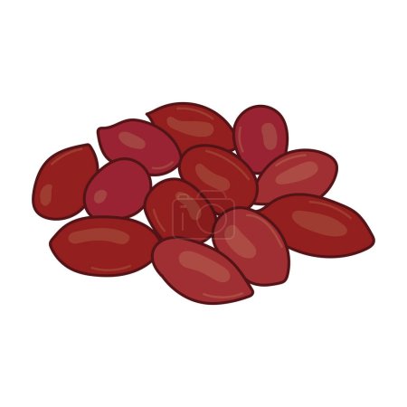 Ilustración de Niños dibujo vector Ilustración tuercas de bopple rojo Hicksbeachia pinnatifolia en un estilo de dibujos animados Aislado sobre fondo blanco - Imagen libre de derechos