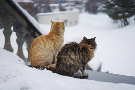 Photo for Two homeless cats from the back sit on top of the stairs in winter snowy weather - Royalty Free Image