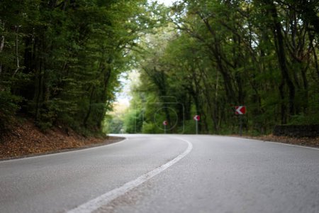 Foto de Camino gris de asfalto rodeado de árboles verdes - Imagen libre de derechos