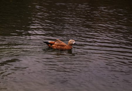 Foto de Pato marrón nada en el lago en otoño clima sombrío - Imagen libre de derechos