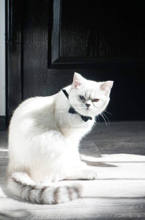 Foto de Blanco británico gato en un negro moño corbata se sienta buscando disgustado - Imagen libre de derechos