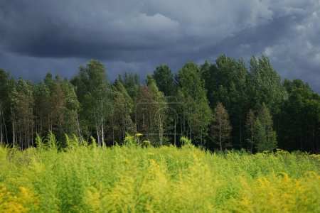 Photo for Green forest against the background of bright grass and dark clouds on a windy summer day - Royalty Free Image