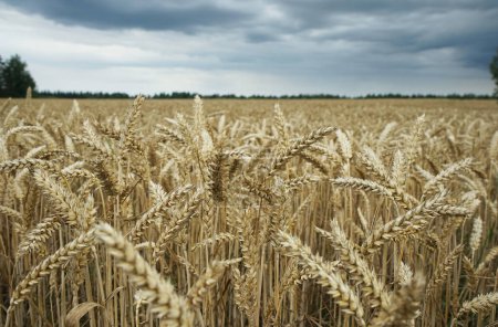 Foto de Orejas de trigo maduro se cierran en el campo sobre el fondo de un bosque verde y un cielo sombrío en un día de verano - Imagen libre de derechos