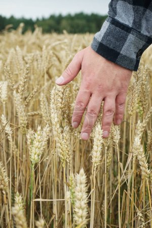 A man's hand runs through wheat ears in a field of mature wheat on a cloudy summer day