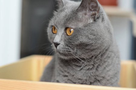 Foto de Un gato británico gris con ojos anaranjados se sienta de lado en una caja de madera - Imagen libre de derechos