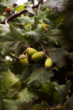 Photo for Acorns on a branch with green leaves close-up - Royalty Free Image