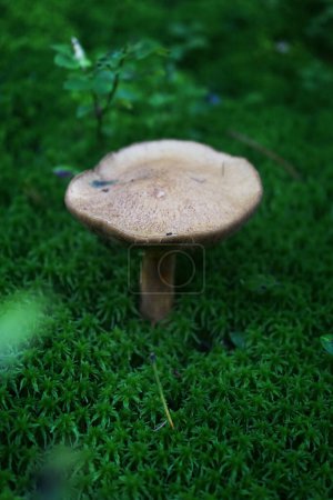 Foto de Un pequeño hongo crece en el musgo verde - Imagen libre de derechos