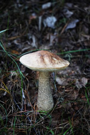 Téléchargez les photos : Un grand champignon comestible pousse sur le sol parmi les aiguilles et le feuillage - en image libre de droit