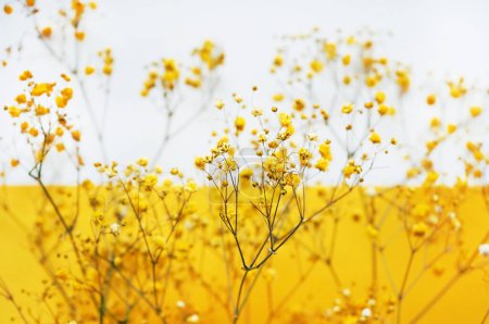 Flores amarillas pequeñas en ramas sobre un fondo blanco y amarillo