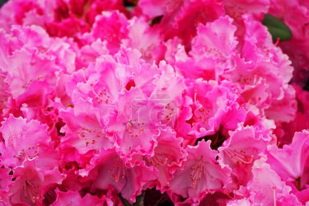 Photo for Small pink flowers close up - Royalty Free Image