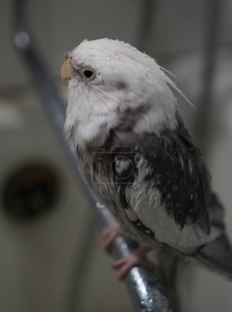 Téléchargez les photos : Cockatiel gris mouillé après une douche - en image libre de droit