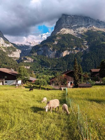 Téléchargez les photos : Troupeau de moutons devant le mont Eiger - en image libre de droit