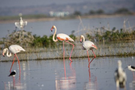 Schöner Flamingo in Wassernähe. Wandmontage von Flamingo-Vögeln. Hintergrundbild von Vogel. Schöne Flügel des fliegenden Flamingos. Wandposter von Flamingo-Vogel. Zugvogel in Bhigwan, Indien.