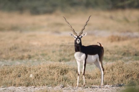 Especies amenazadas Blackbuck en el área de reserva forestal del pueblo de Bishnoi. Hermoso macho y hembra Blackbuck capturado con todo movimiento en hábitat natural. Retrato de animales raros. Hermoso montaje en pared.