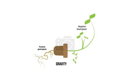 Illustration for Scientific Designing of Geotropism (Gravitropism) Process. The Plant Differential Growth in Response to Gravity. - Royalty Free Image
