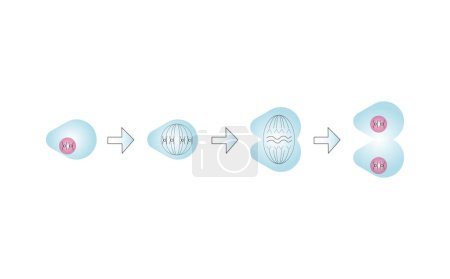 Wissenschaftliche Gestaltung der Meiose-Phasen. Prozess der Keimzellteilung. Bunte Symbole. Vektorillustration.
