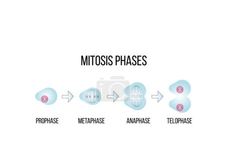 Ilustración de Diseño Científico de Fases de Meiosis. Proceso de división de células germinales. Símbolos coloridos. Ilustración vectorial. - Imagen libre de derechos