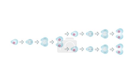 Ilustración de Diseño Científico de Fases de Meiosis. Proceso de división de células germinales. Símbolos coloridos. Ilustración vectorial. - Imagen libre de derechos
