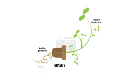 Illustration for Scientific Designing of Geotropism (Gravitropism) Process. The Plant Differential Growth in Response to Gravity. - Royalty Free Image