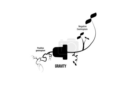 Ilustración de Diseño Científico del Proceso de Geotropismo (Gravitropismo). El crecimiento diferencial de las plantas en respuesta a la gravedad. - Imagen libre de derechos
