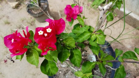 Foto de Bougainvillea blanca y roja o flores de papel o Bougainvillea o Bougainvillea. Flores de plantas ornamentales pequeñas y generalmente coloridas - Imagen libre de derechos