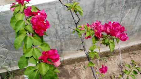 Foto de Bougainvillea blanca y roja o flores de papel o Bougainvillea o Bougainvillea. Flores de plantas ornamentales pequeñas y generalmente coloridas - Imagen libre de derechos
