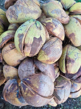 écale de noix de coco ou fibre de noix de coco