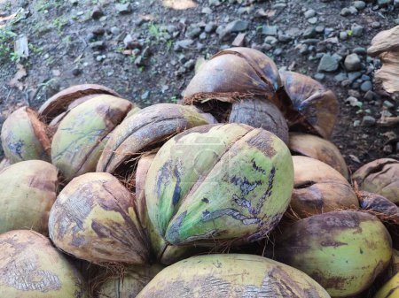 Kokosnussschale oder Kokosfaser