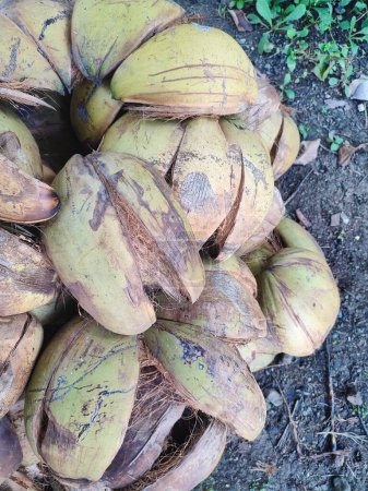 écale de noix de coco ou fibre de noix de coco