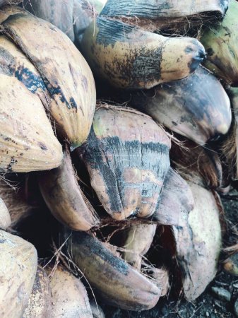 coconut husk or coconut fiber