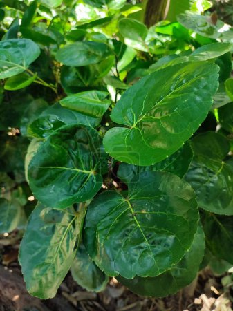 Polyscias scutellaria is a decorative garden plant and medicinal plant that is relatively popular in the archipelago. The name refers to the shape of the leaves are curved like a bowl.