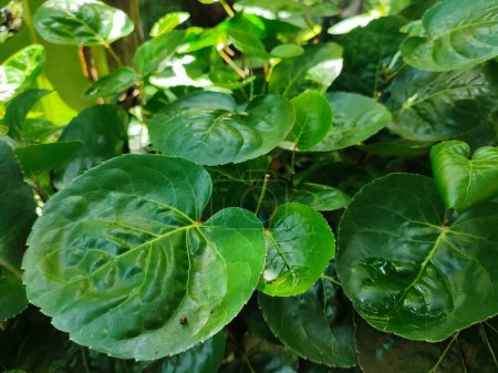 Polyscias scutellaria is a decorative garden plant and medicinal plant that is relatively popular in the archipelago. The name refers to the shape of the leaves are curved like a bowl.