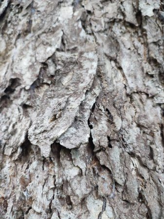 Foto de El patrón de corteza es la textura perfecta del árbol. Para el trabajo de madera de fondo, corteza de madera dura marrón - Imagen libre de derechos