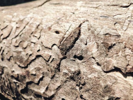 Foto de El patrón de corteza es la textura perfecta del árbol. Para el trabajo de madera de fondo, corteza de madera dura marrón - Imagen libre de derechos