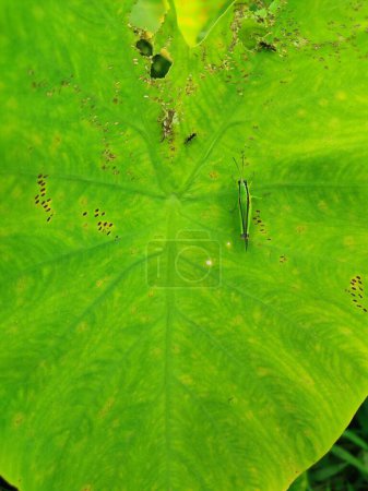 Heuschrecke auf den Blättern einer Elefantenohren-Colocasia Taro-Pflanze
