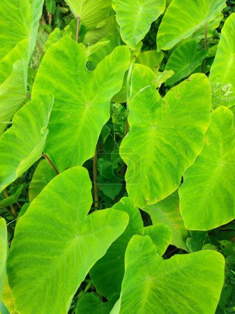 Leaves of the Elephant Ear Colocasia Taro plant