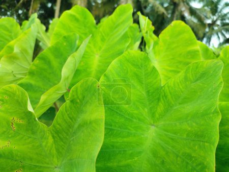 Leaves of the Elephant Ear Colocasia Taro plant