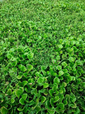 Common water hyacinth that is above the water