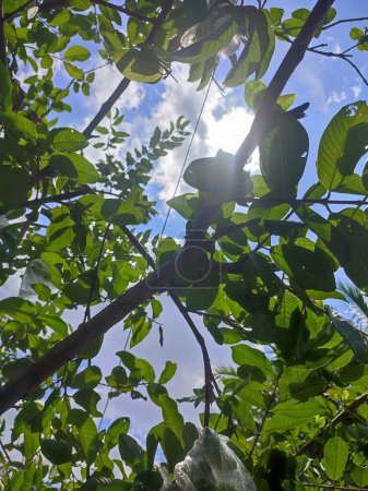 Foto de Hojas, ramitas y guayabas en el jardín - Imagen libre de derechos