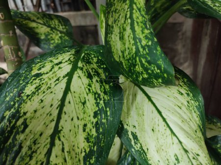 Foto de Dieffenbachia Seguine, plantas tropicales con hermosas hojas verdes textura. - Imagen libre de derechos