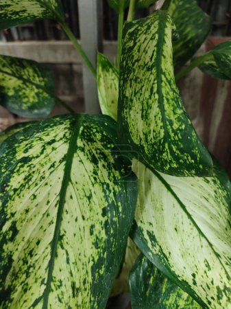 Dieffenbachia Seguine, plantas tropicales con hermosas hojas verdes textura.