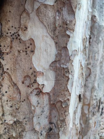 Foto de Texturas, patrones, corteza de árbol en el bosque urbano - Imagen libre de derechos
