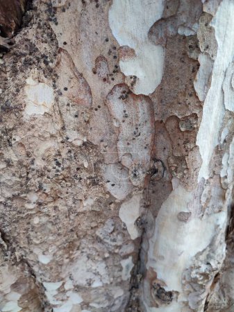 textures, patterns, tree bark in the urban forest