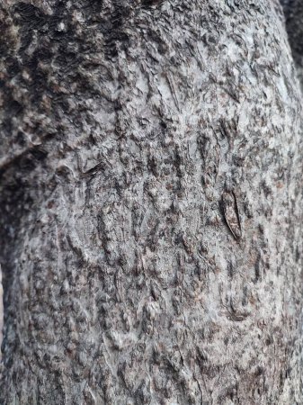 textures, patterns, tree bark in the urban forest