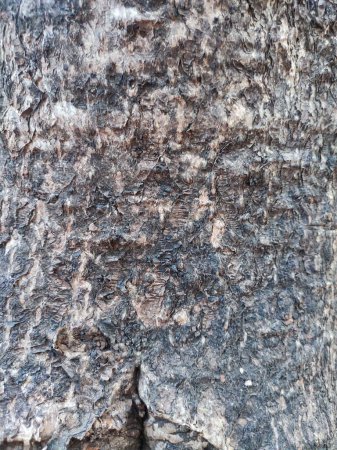 Foto de Texturas, patrones, corteza de árbol en el bosque urbano - Imagen libre de derechos